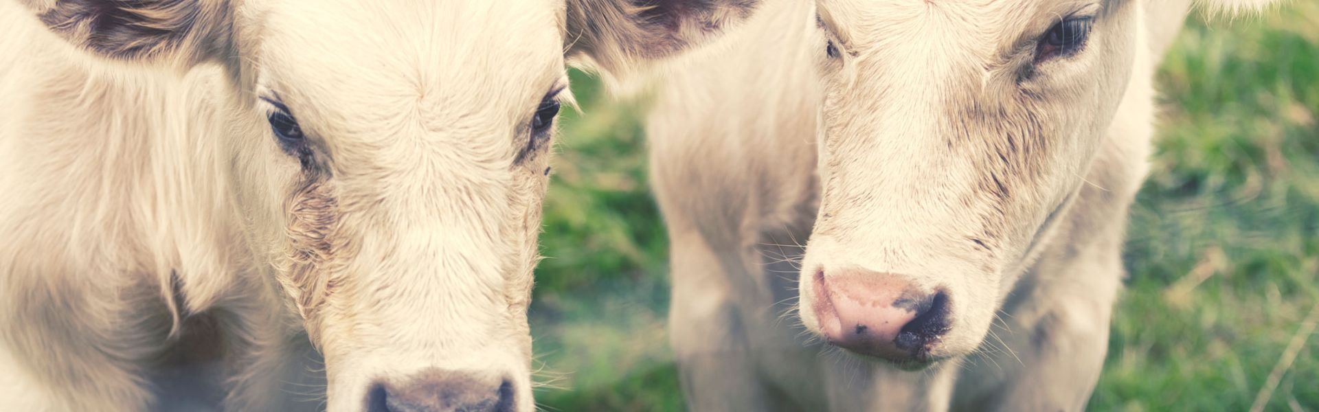 Deux vaches dans un pré