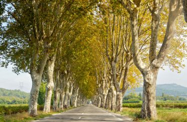 Des platanes le long d'une route